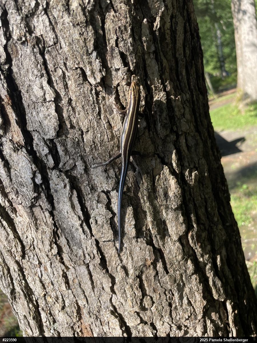 Common Five-lined Skink