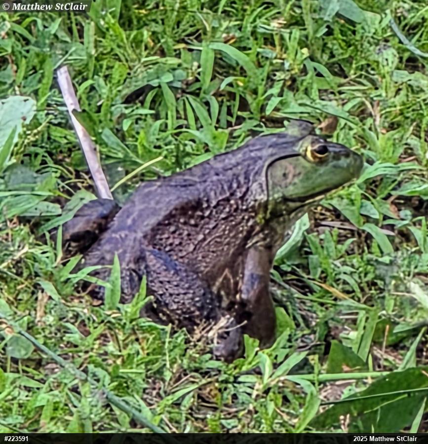 American Bullfrog