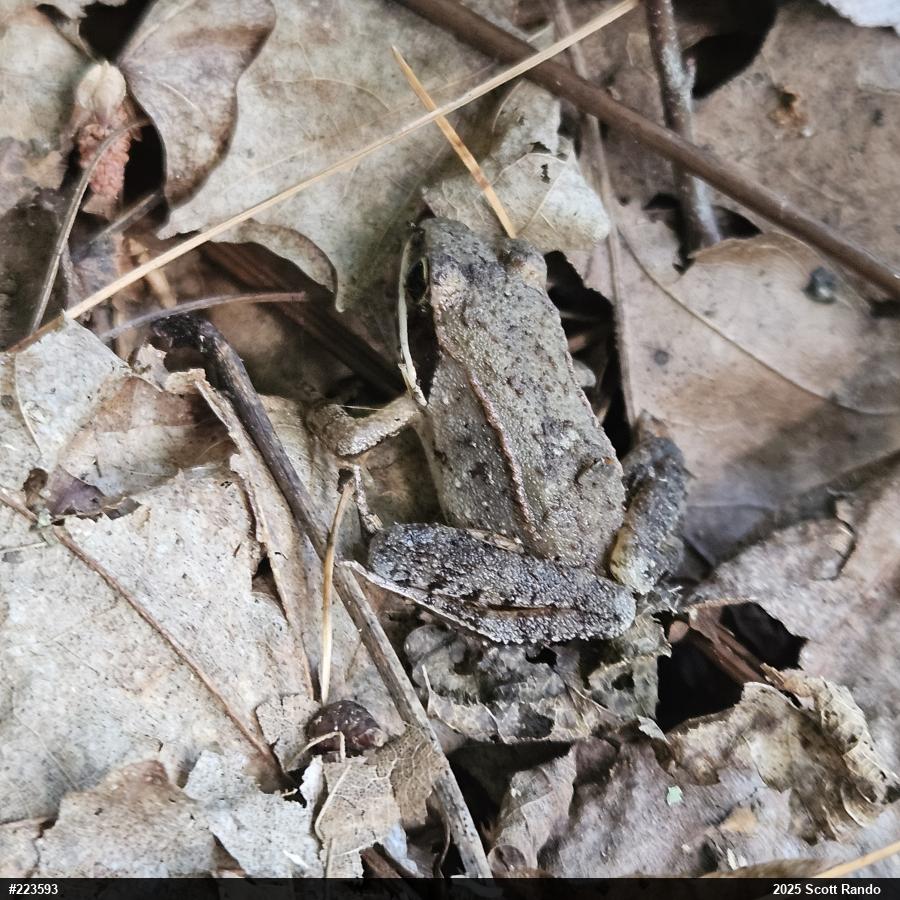 Wood Frog