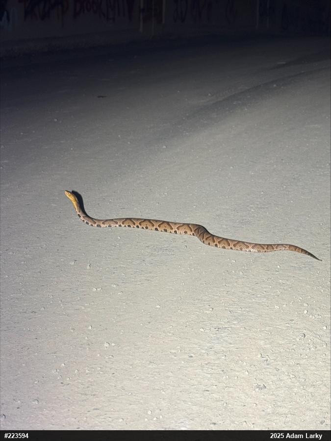 Northern Copperhead