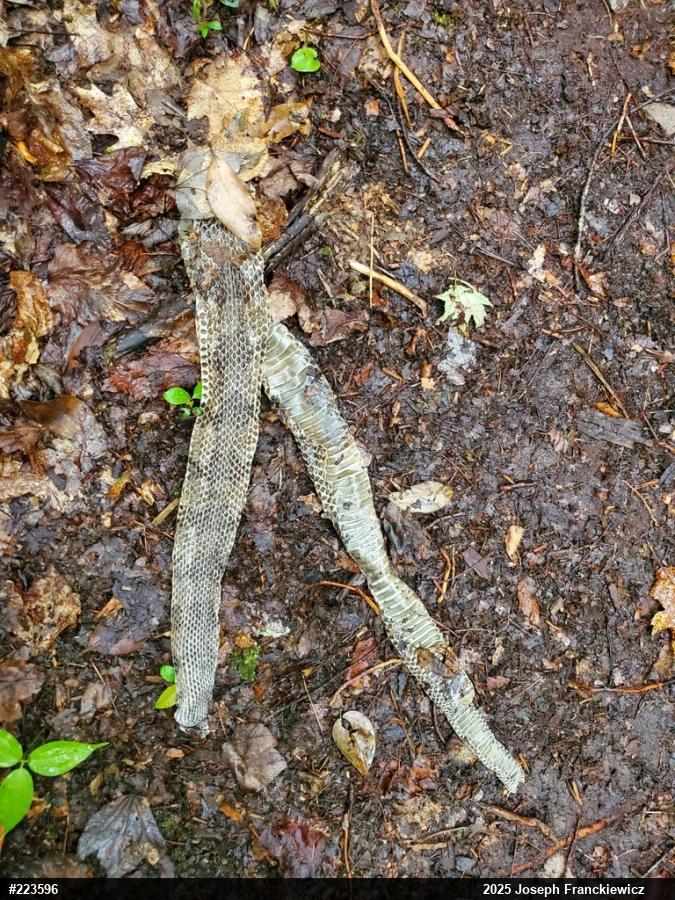 Timber Rattlesnake