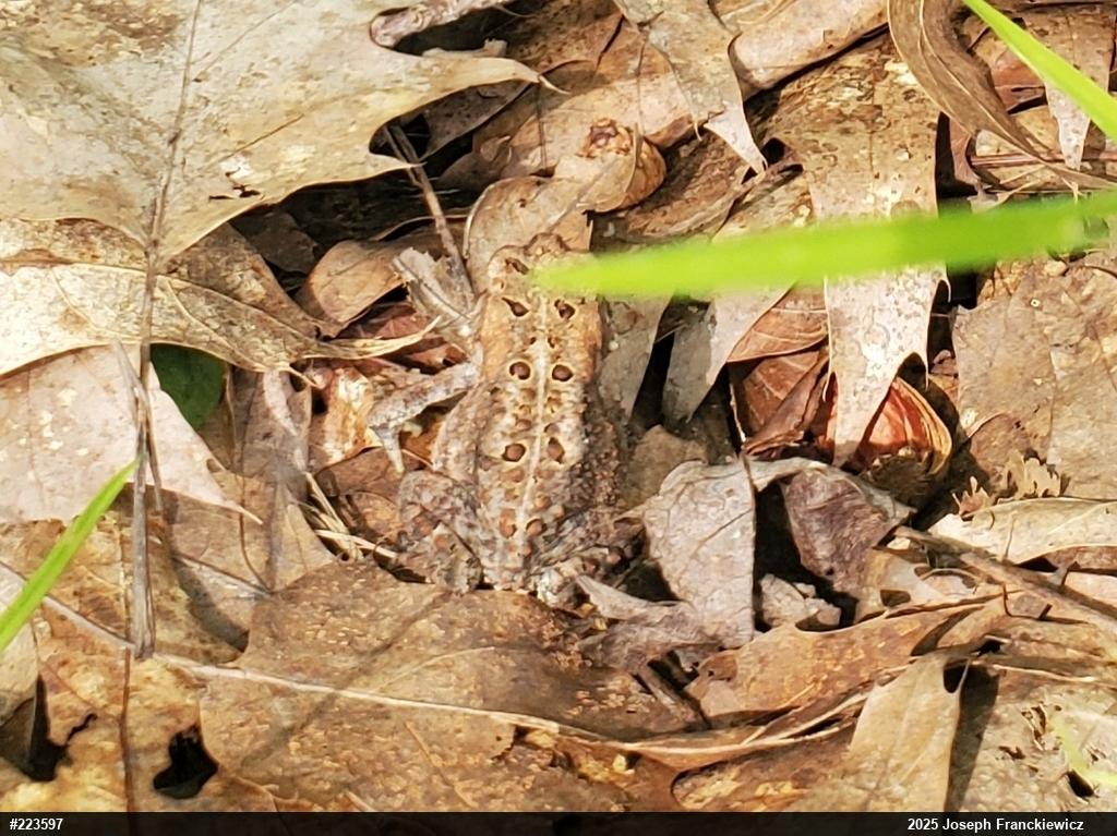 Eastern American Toad