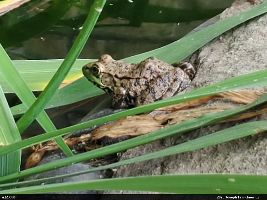 Green Frog