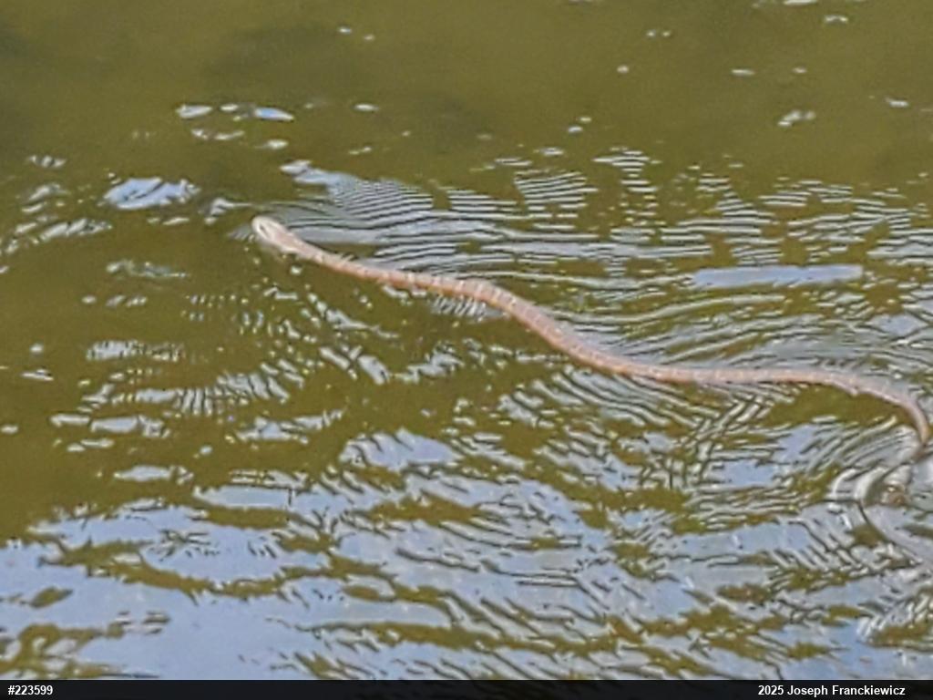 Northern Watersnake