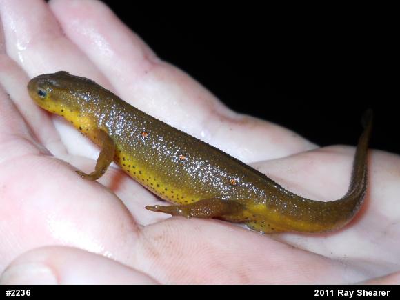Red-spotted Newt
