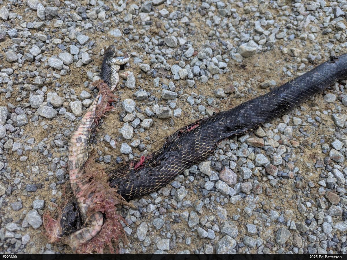 Eastern Ratsnake