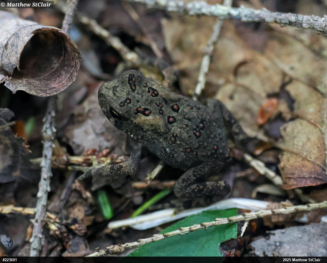 Eastern American Toad