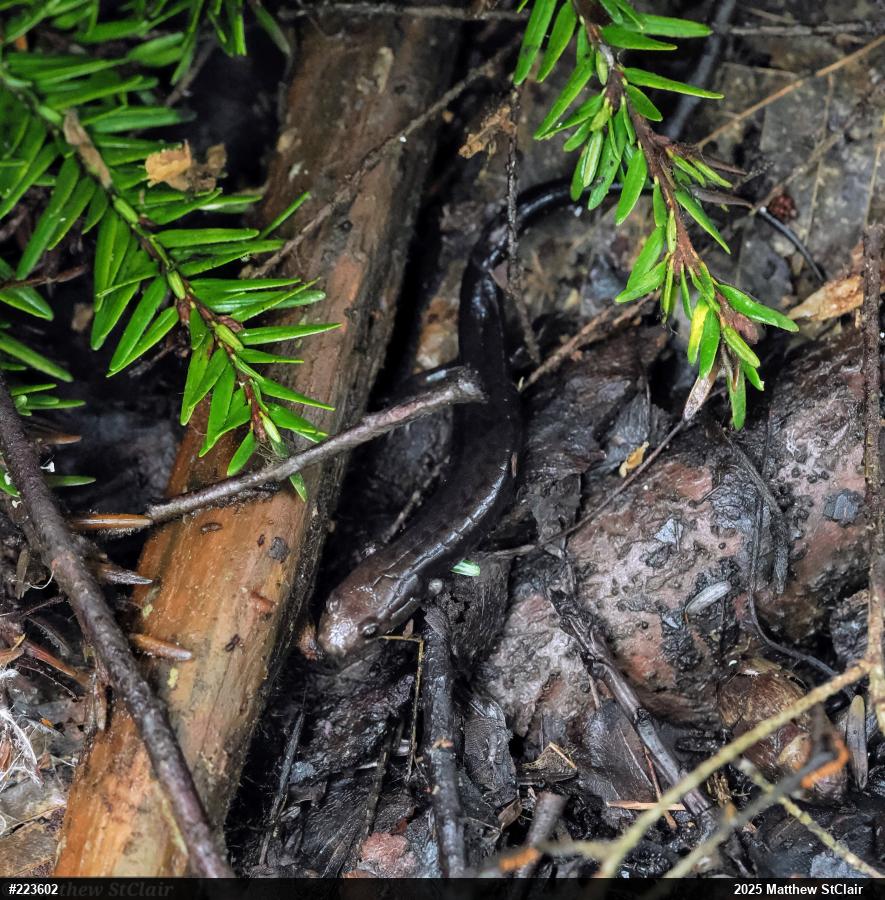 Allegheny Mountain Dusky Salamander