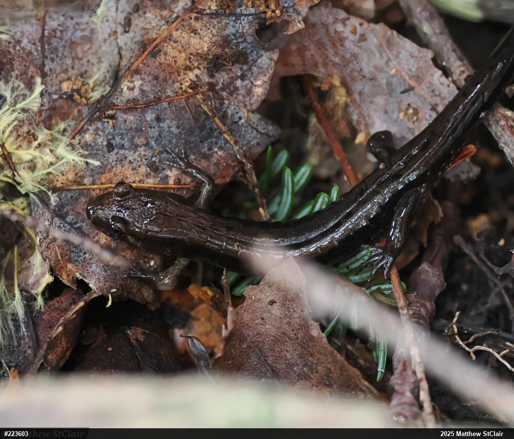 Allegheny Mountain Dusky Salamander