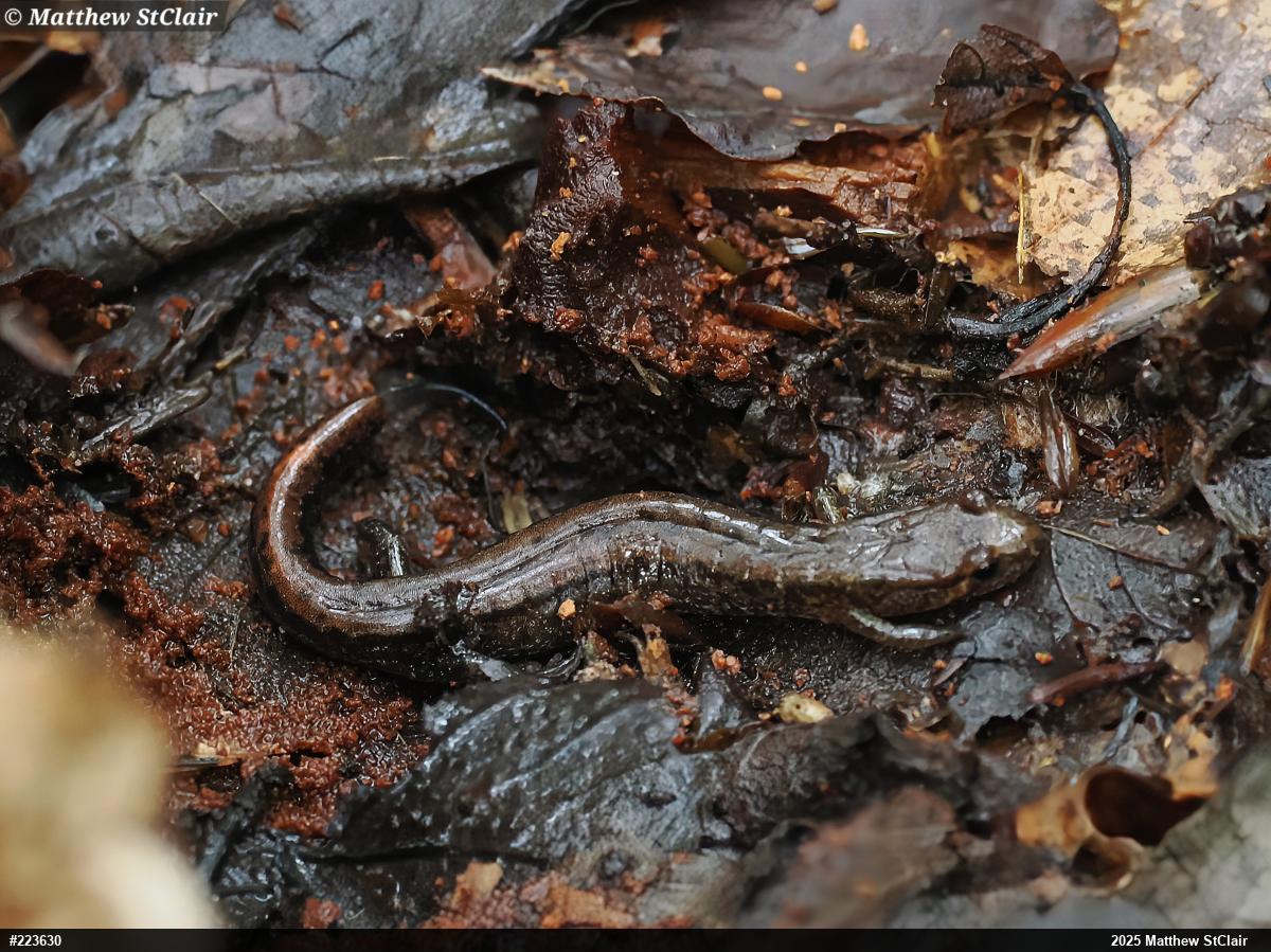 Allegheny Mountain Dusky Salamander