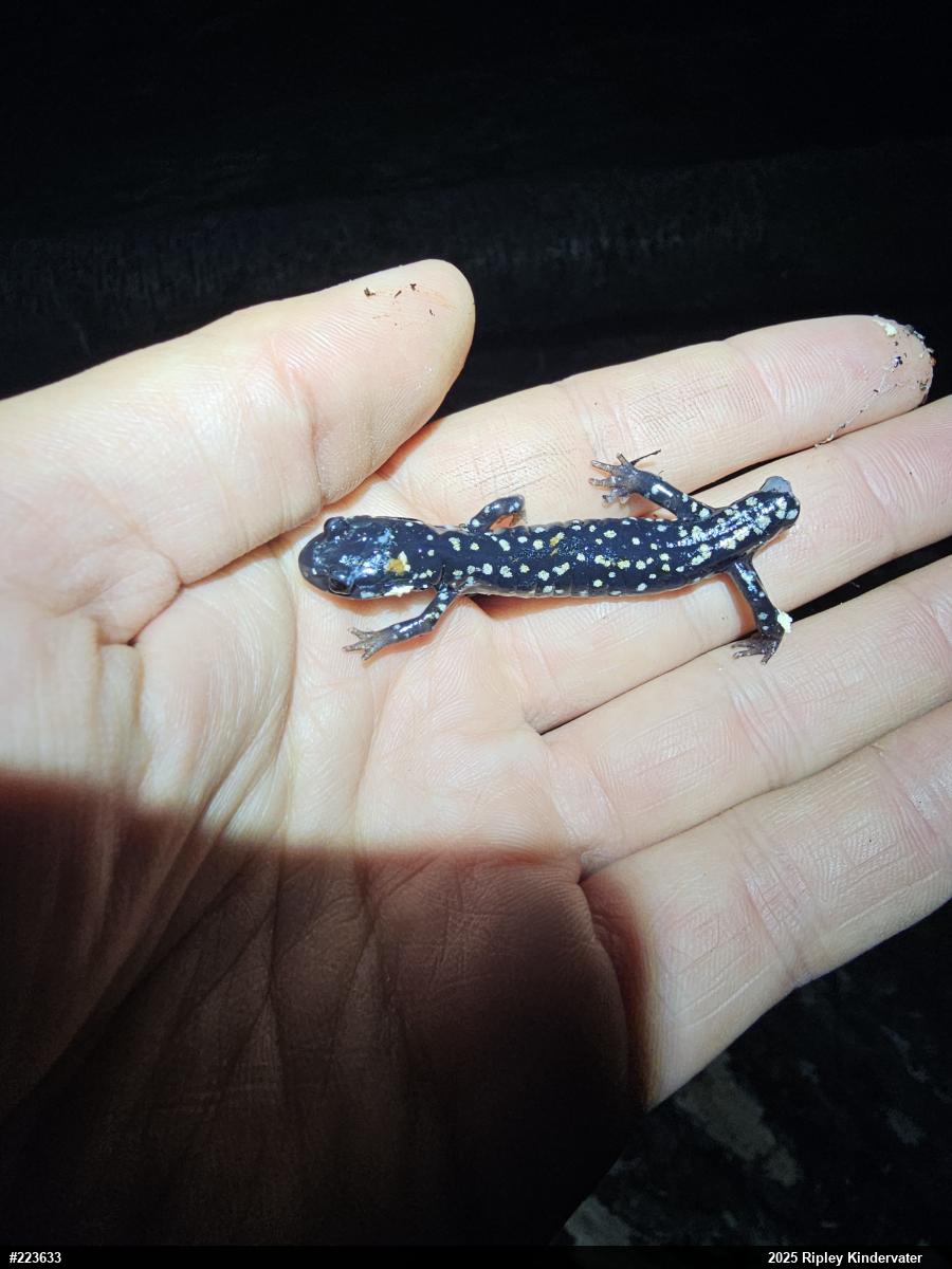 Northern Slimy Salamander