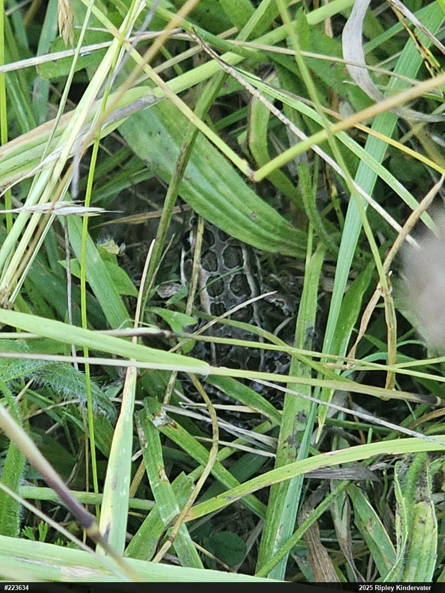 Pickerel Frog
