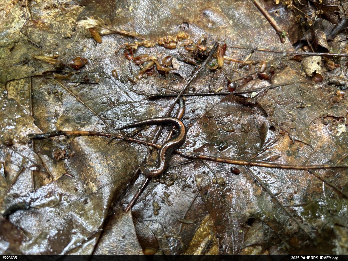 Eastern Red-backed  Salamander
