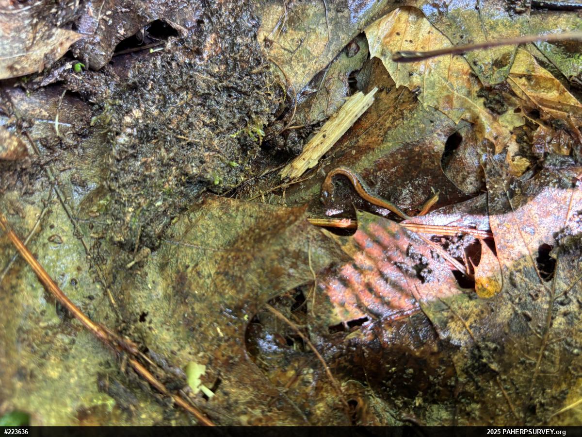 Eastern Red-backed  Salamander