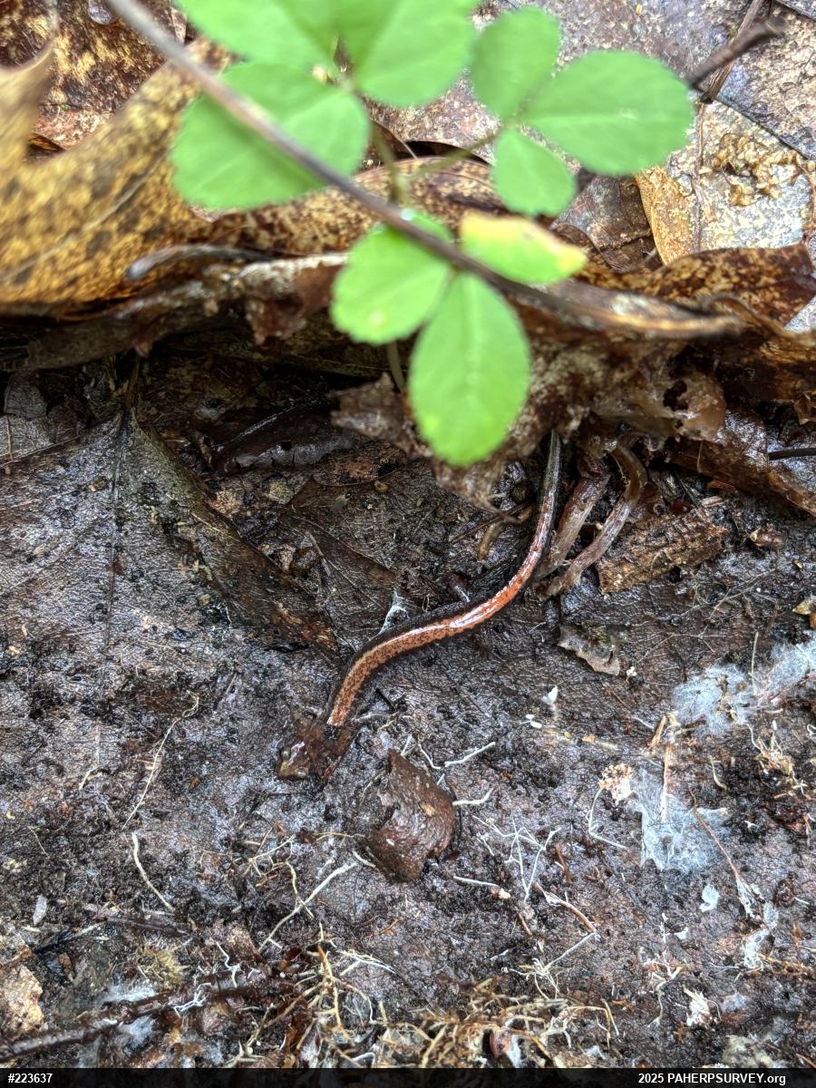 Eastern Red-backed  Salamander