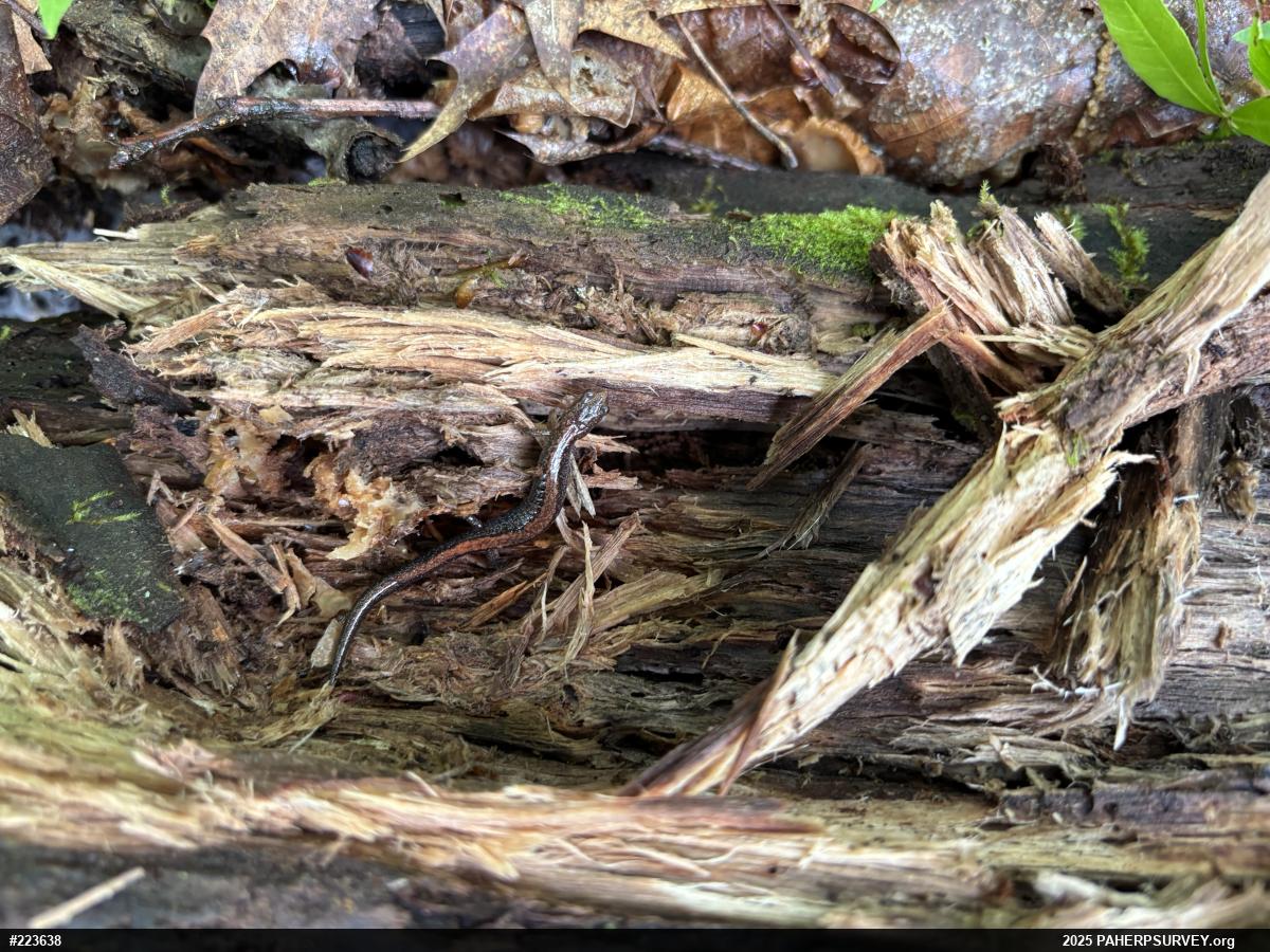 Eastern Red-backed  Salamander