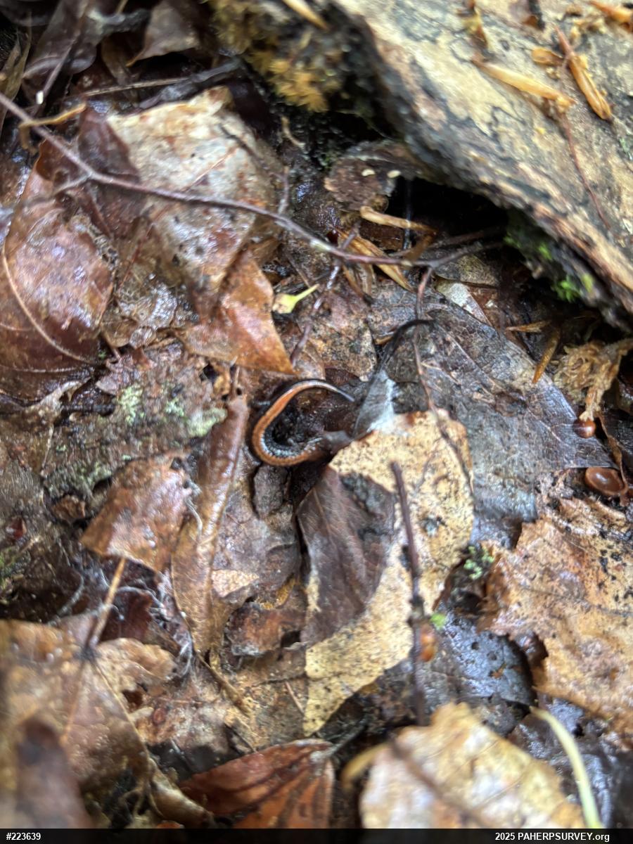 Eastern Red-backed  Salamander