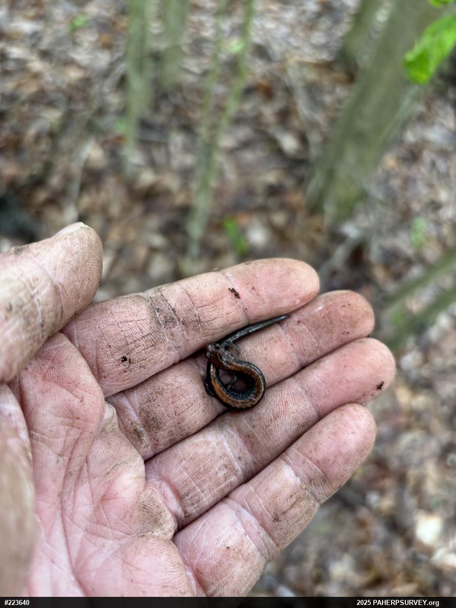 Eastern Red-backed  Salamander