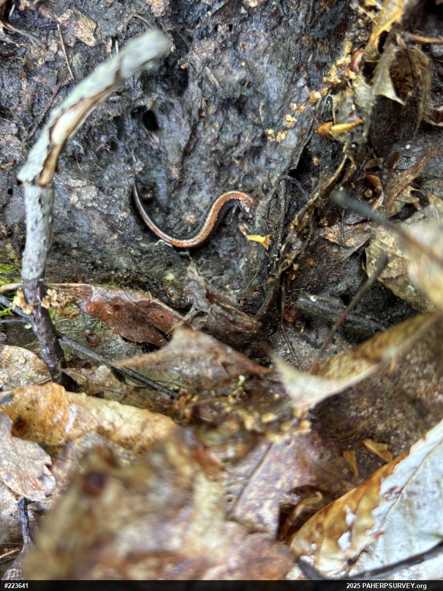 Eastern Red-backed  Salamander