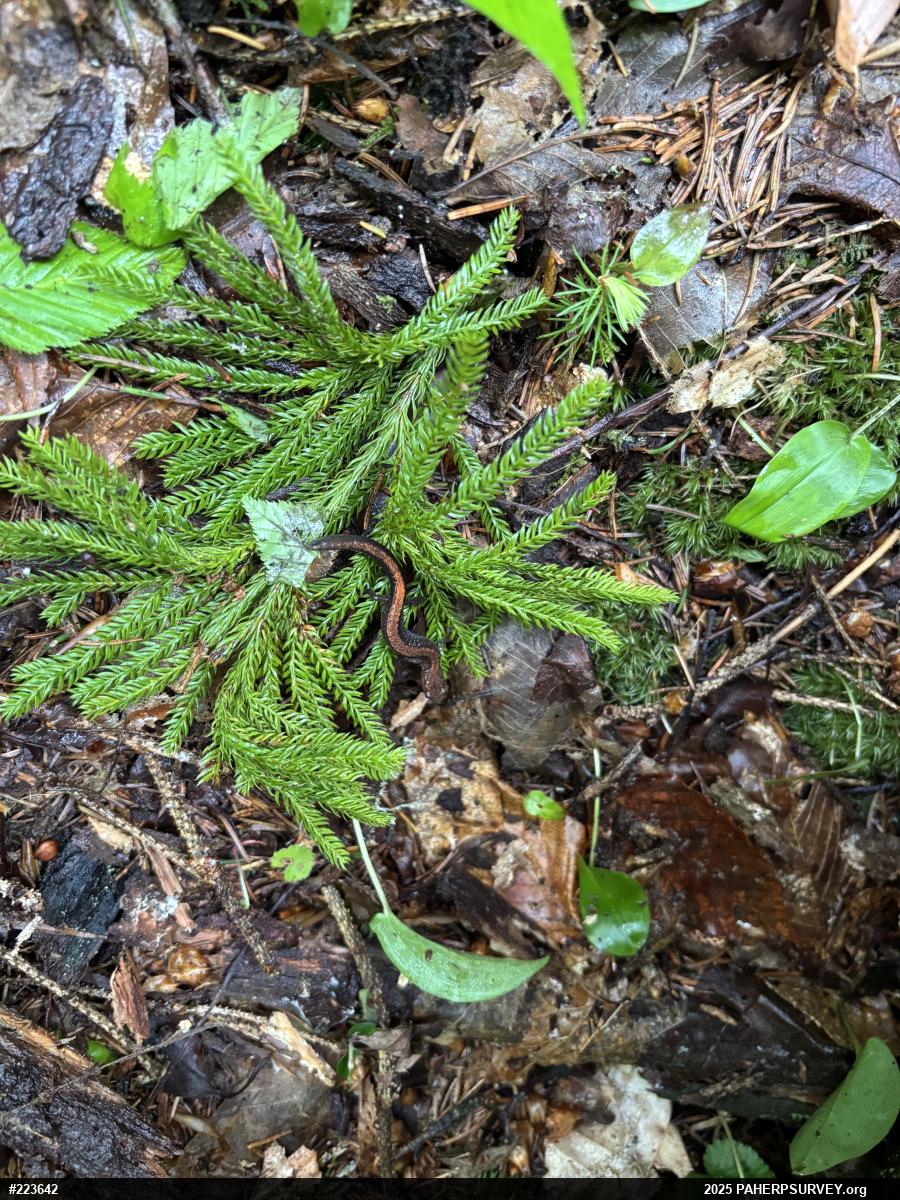 Eastern Red-backed  Salamander