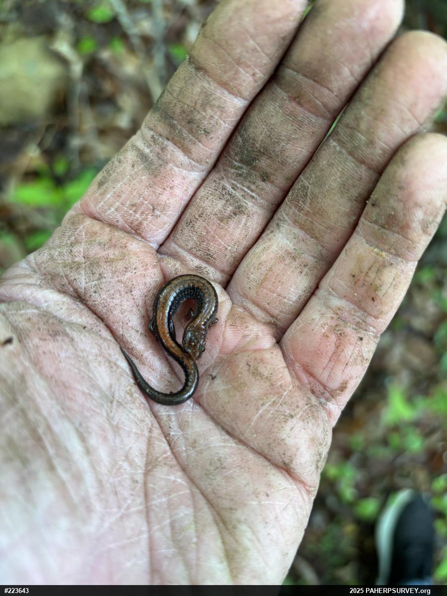 Eastern Red-backed  Salamander