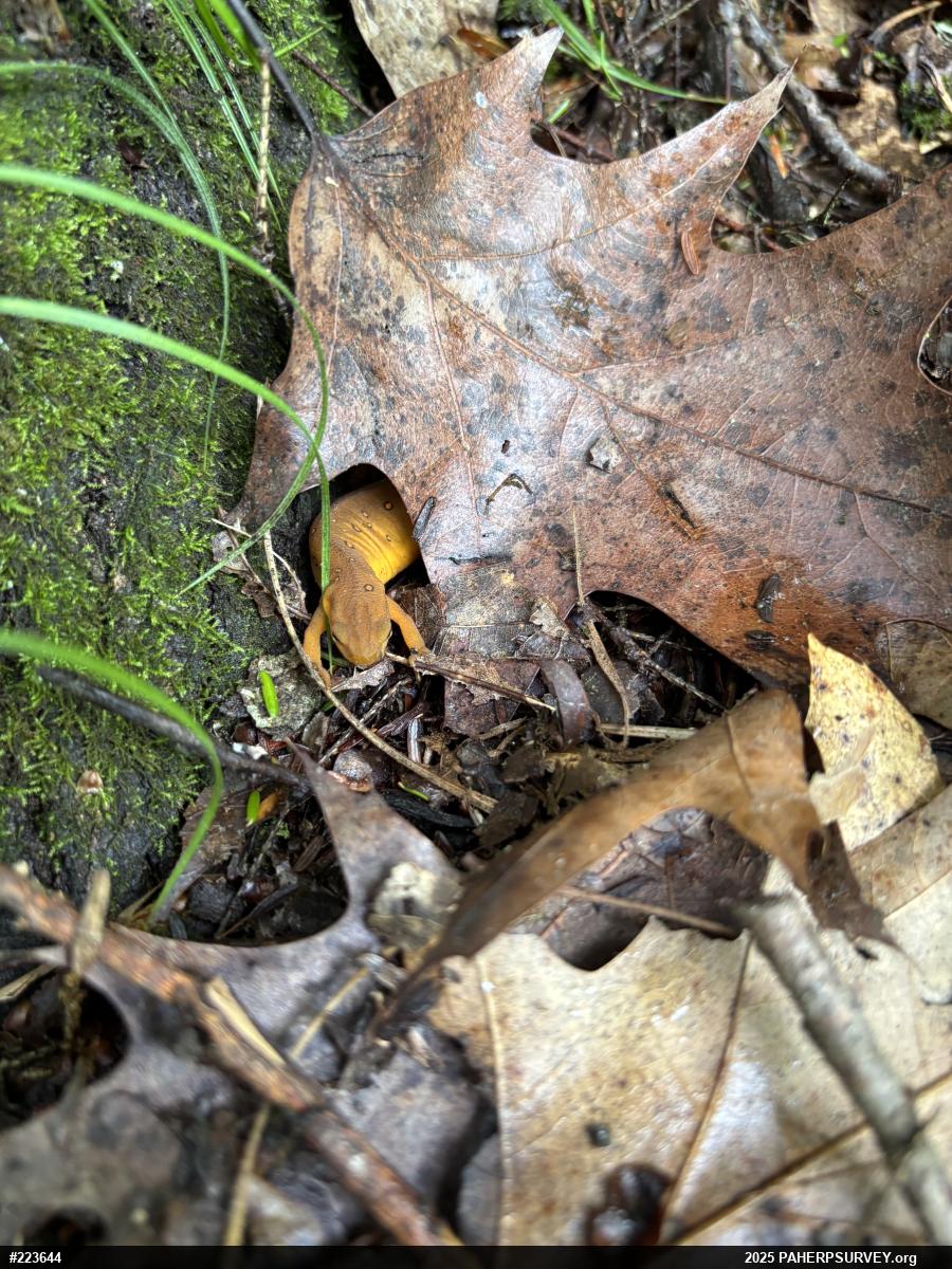 Red-spotted Newt