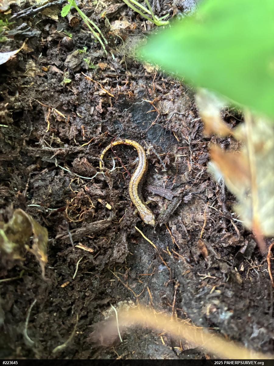 Allegheny Mountain Dusky Salamander