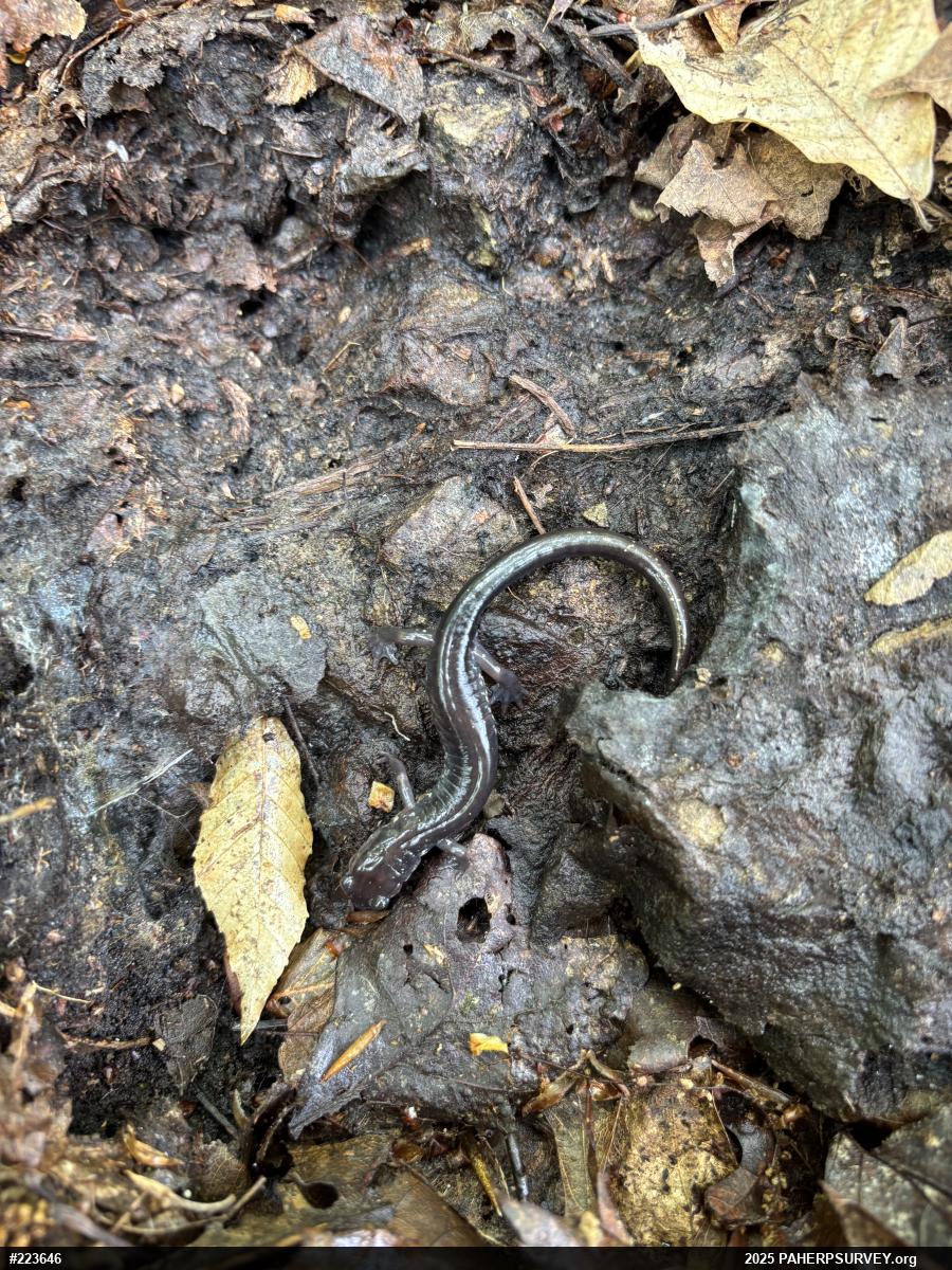 Wehrle's Salamander