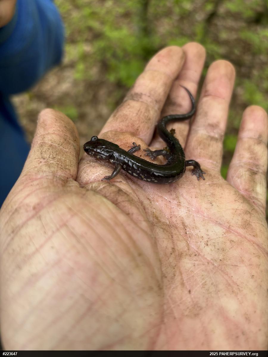 Wehrle's Salamander