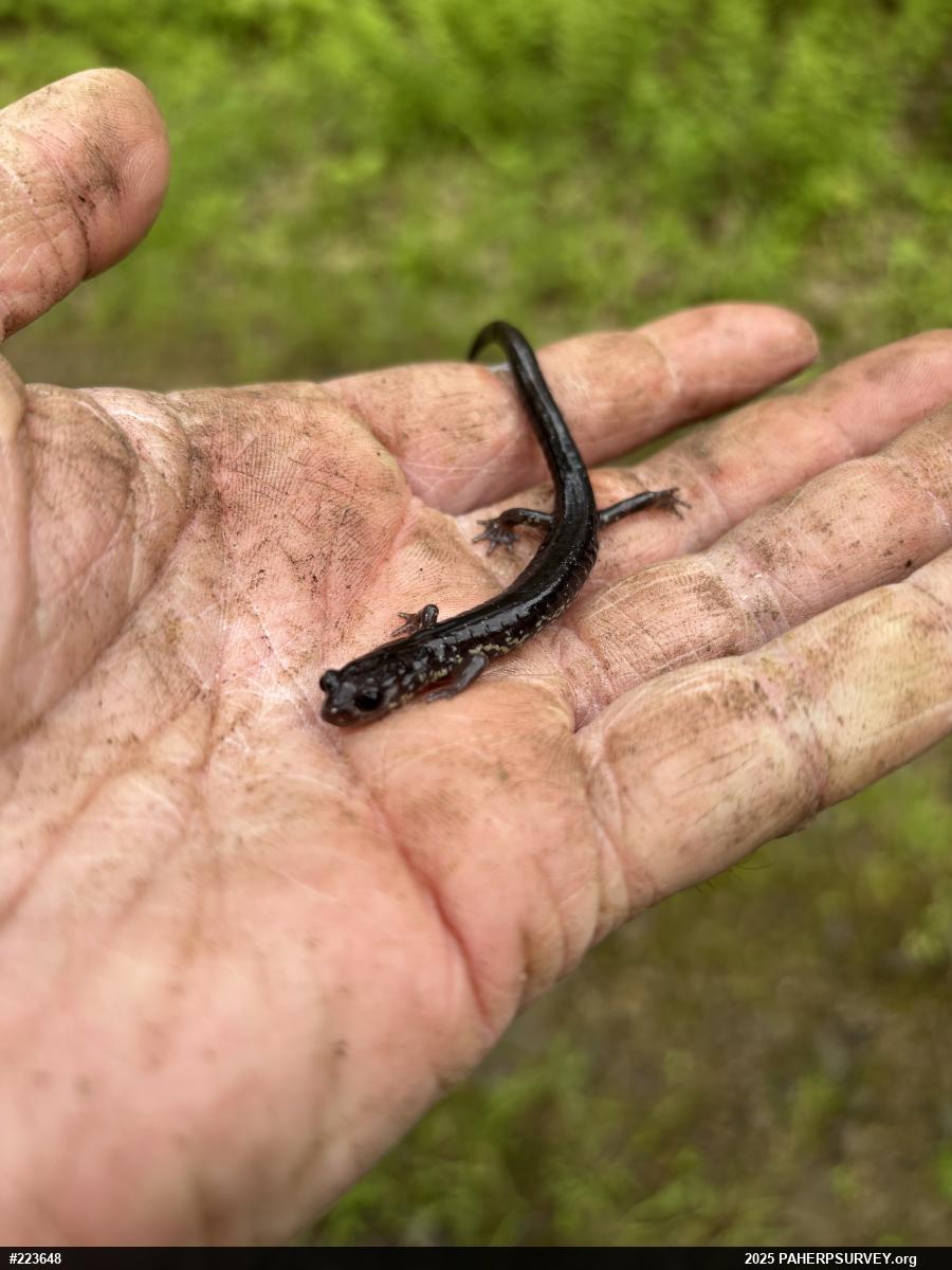Wehrle's Salamander