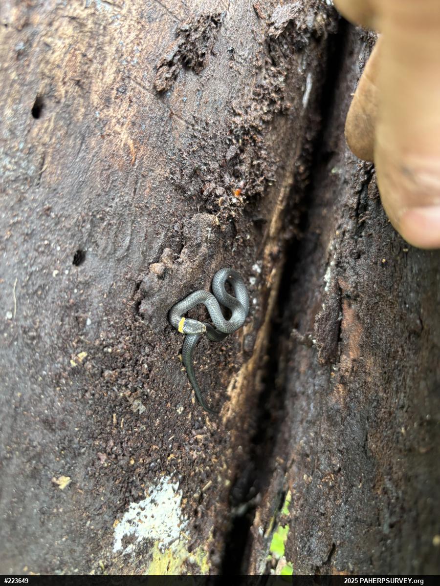 Northern Ring-necked Snake