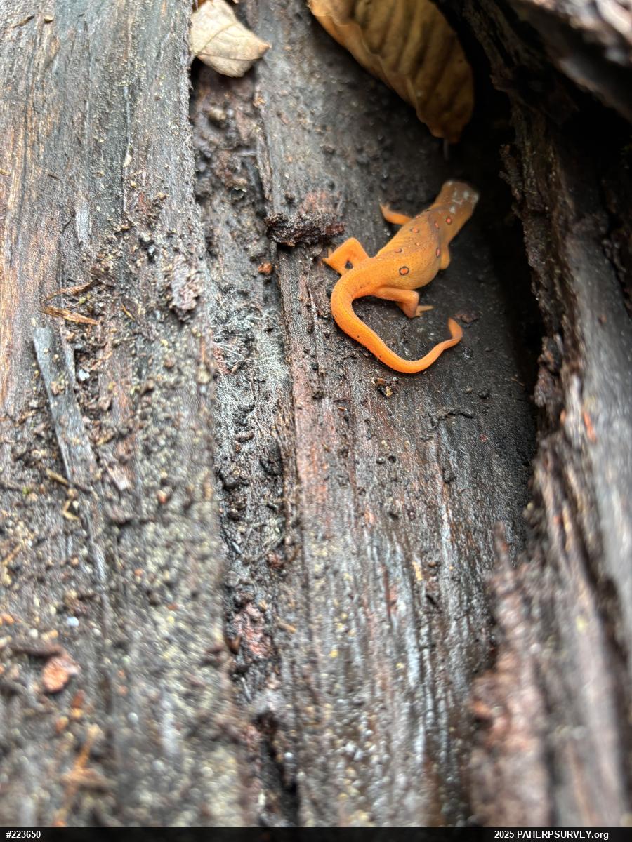 Red-spotted Newt