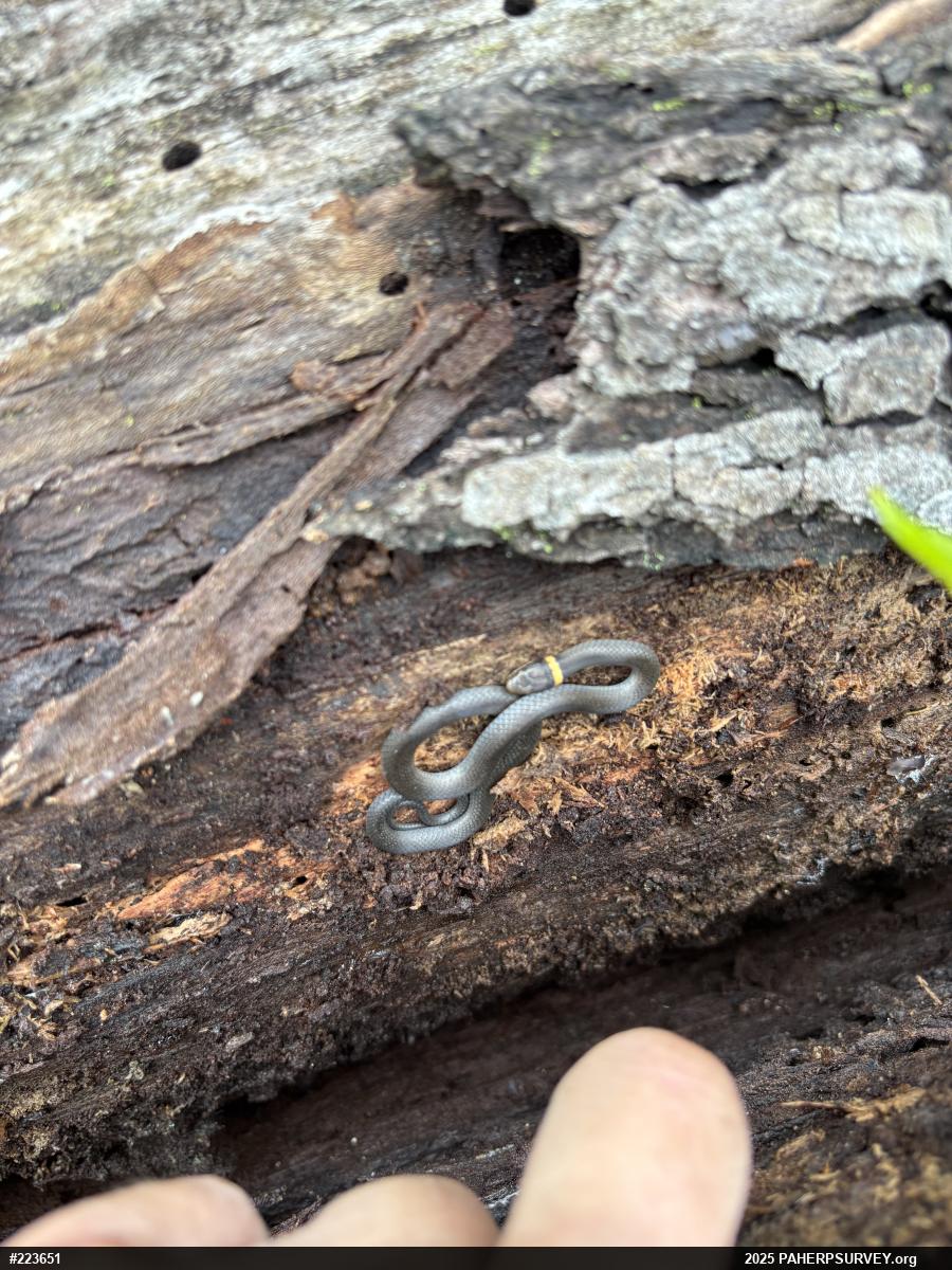Northern Ring-necked Snake