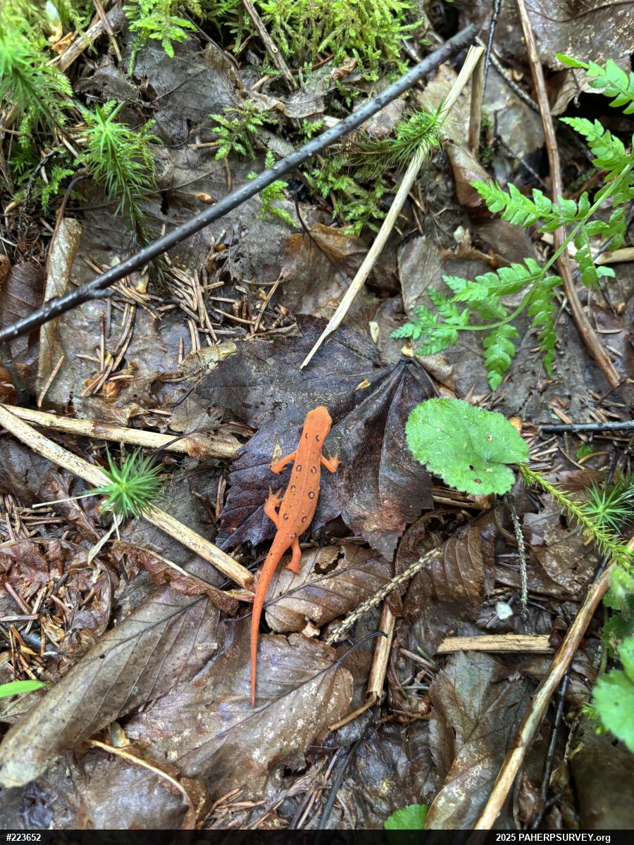 Red-spotted Newt