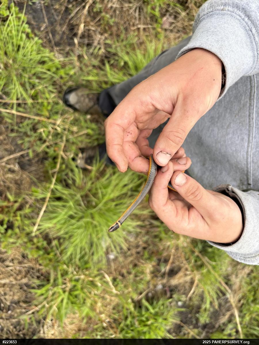 Northern Ring-necked Snake