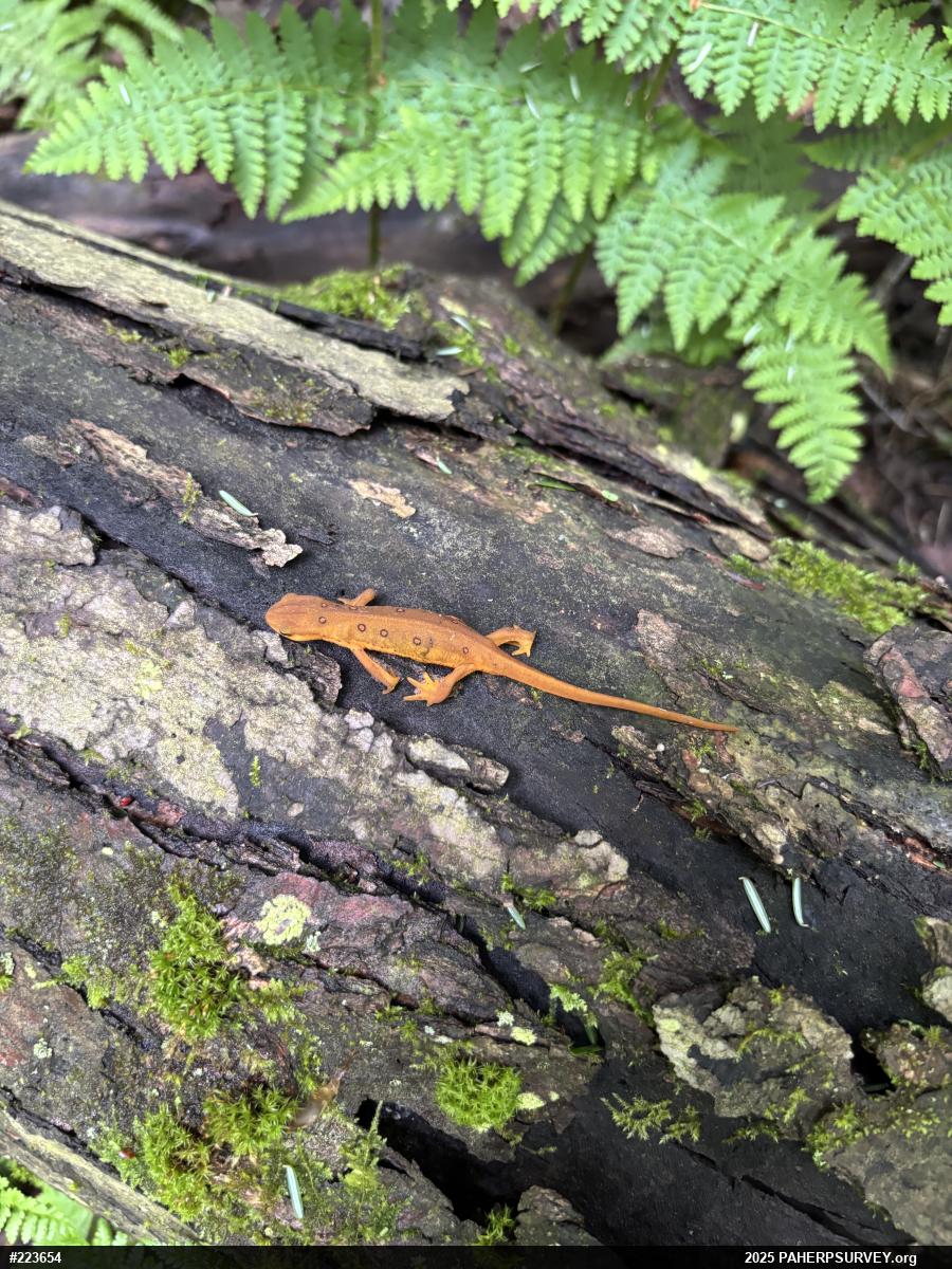 Red-spotted Newt