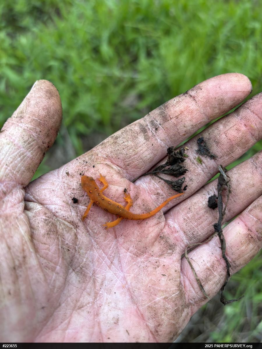 Red-spotted Newt