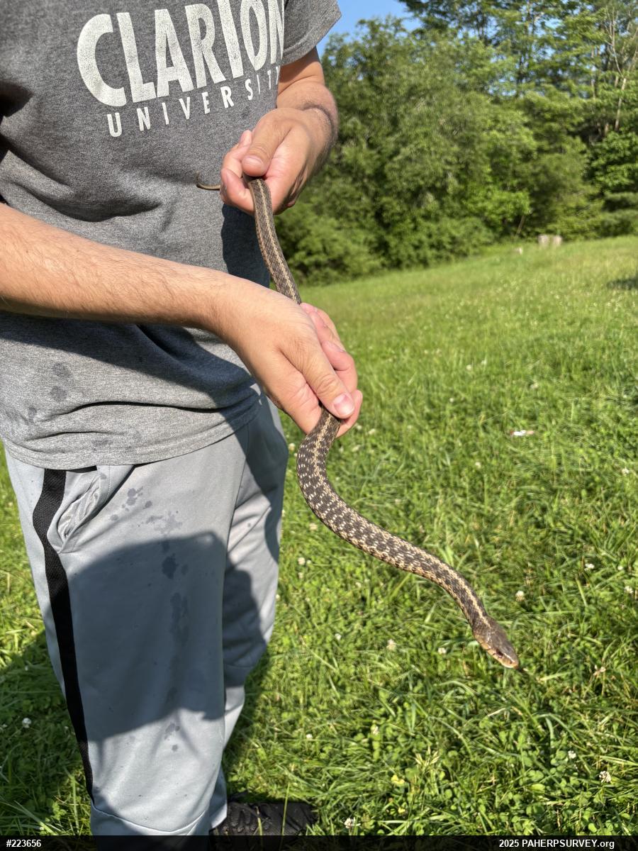 Eastern Gartersnake