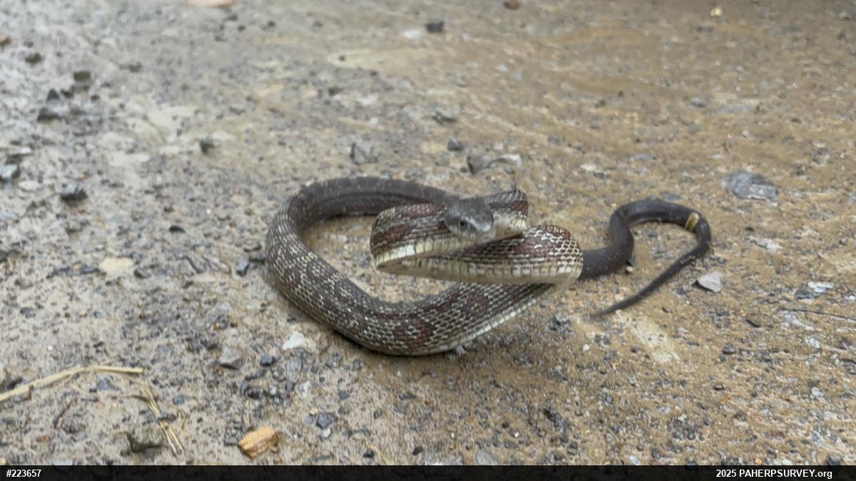 Eastern Ratsnake