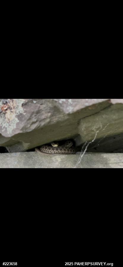 Eastern Gartersnake