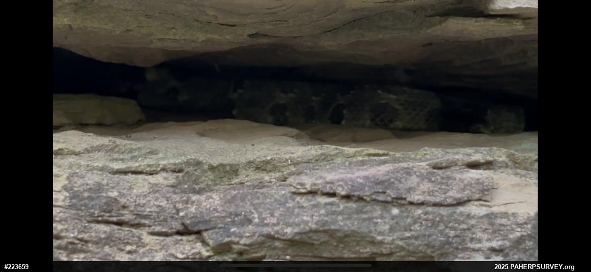 Timber Rattlesnake