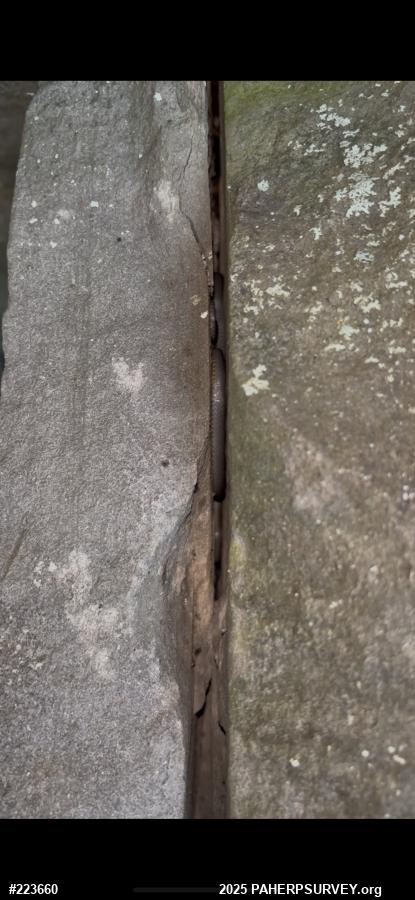 Northern Ring-necked Snake