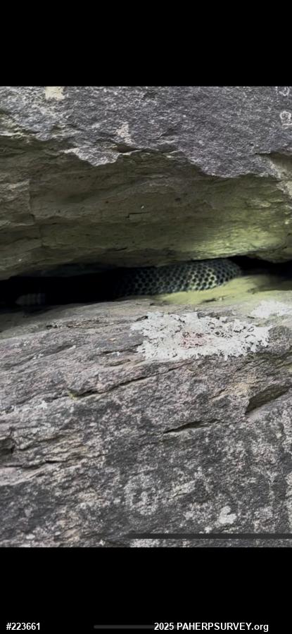 Timber Rattlesnake