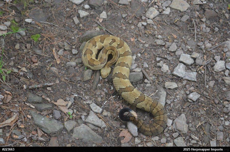 Timber Rattlesnake