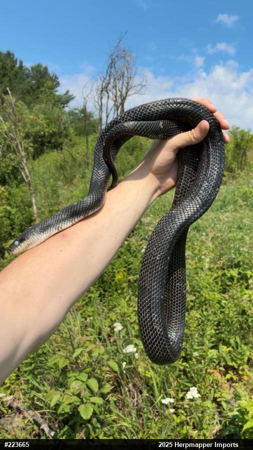 Eastern Ratsnake