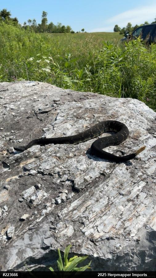 Timber Rattlesnake