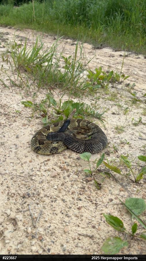 Timber Rattlesnake