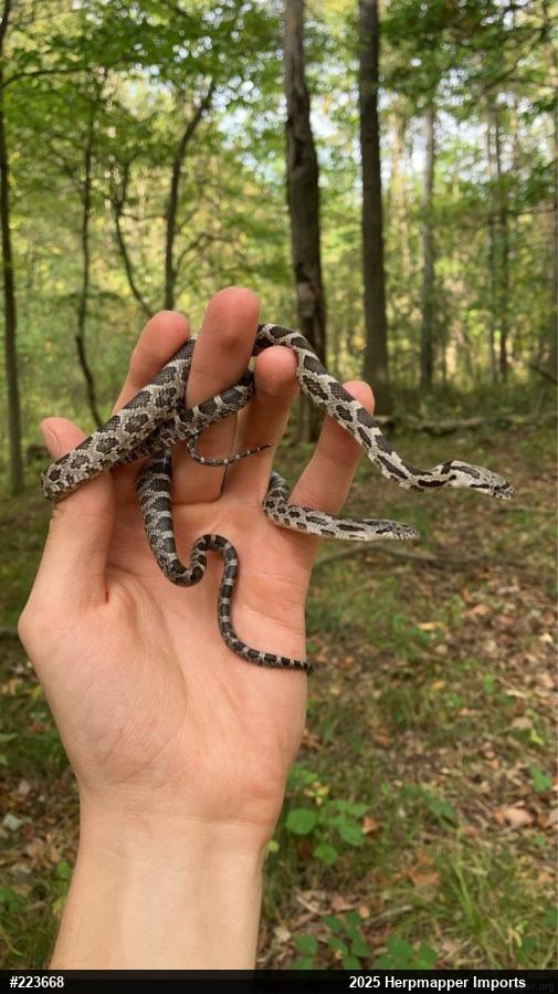 Eastern Ratsnake