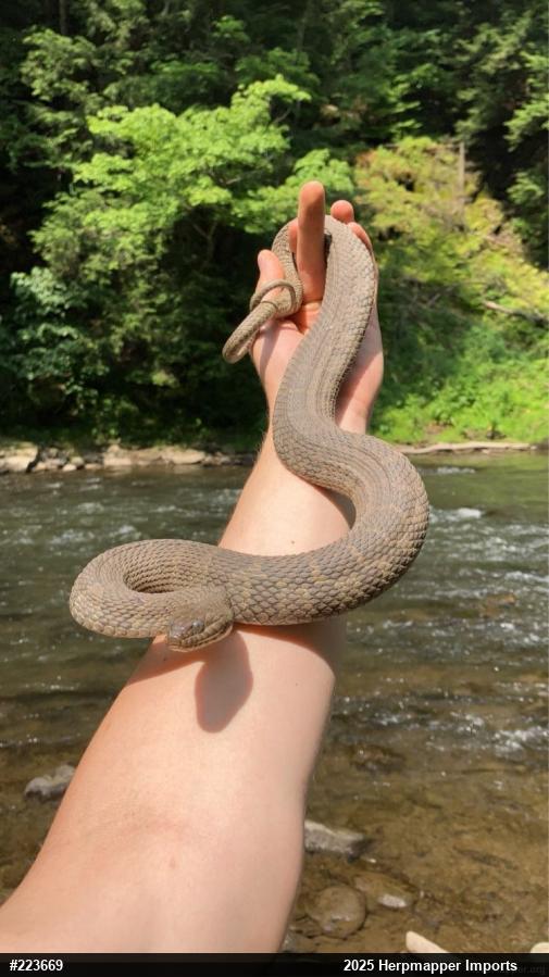 Northern Watersnake