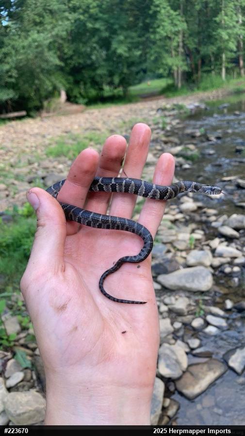 Northern Watersnake